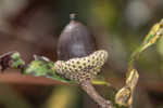 Dwarf live oak